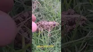 Catch leopard frog on green grass #frog #shorts /MUNGKUL SEN