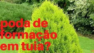 poda de formação, em tuia Pinheiro orientales🏕