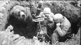 Soldier bear- wojtek (Happy Warrior)- Real story of Animal Hero