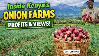 Onion Farming in Kenya EXPLAINED | Profits, Challenges & Markets || The Business of Success #onions