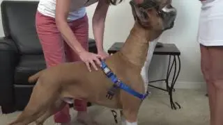 PetSafe Easy Walk Harness k&ouml;pek y&uuml;r&uuml;y&uuml;ş eğitim tasması