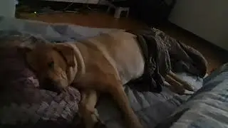 My lab (Gary) sleeping peacefully!