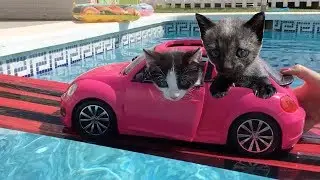 Bañando a mis gatitos bebés Luna y Estrella en la piscina con espuma y en la playa / Funny cats