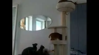 New cat tree under investigation