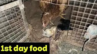 New born baby chicks 1st food ( Aseel baby chicks best food 1st tym ) #aseel #chicks #food #lakha 