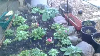 Polyanthus Update