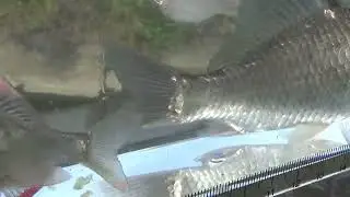 【小物釣り 番外編】ヤリタナゴ、ギンブナ(マブナ) 2025年6月下旬