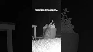 Cats aren't the only animals attracted by catnip! 🦝
