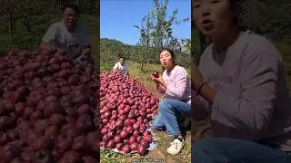 Harvesting Lots of Sweet Apple 🍎🍎 Fruit from Farm 👍 #shorts #apple #youtubeshorts