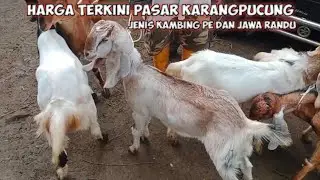 Harga Terkini Pasar Karangpucung kambing pe dan Jawa randu