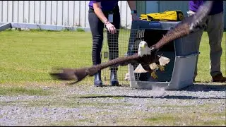 Successful Wildlife Hospital Eagle Release
