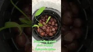 DWC #hydroponics#deep water culture#DWC hydroponic system #farming #agriculture #spinach #reasearch