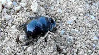 camminata copris