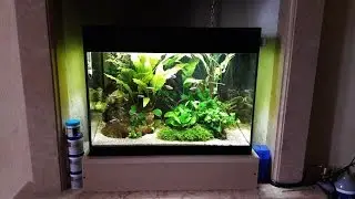 Aquascaping tropical
