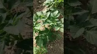 Organic Potato Farming In Field