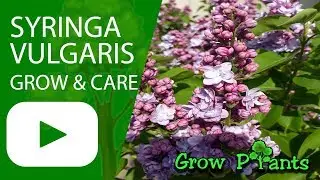 Syringa vulgaris - grow & care (Lilac plant)