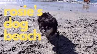 The Best DOG BEACH in Los Angeles