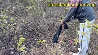 Rescue a Russell viper at Hatiramgora, Manbazar 2, Purulia, WB