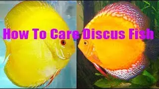 Super Yellow Discus feeding | Ten Tips for Discus Fish | Discus Fish Feeding