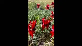 Австралийский Пустынный Горох Стерта, Sturt Desert Pea