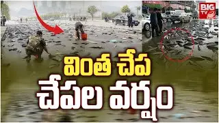 Fish Rain | Weather Report | వింత చేప..చేపల వర్షం | BIG TV