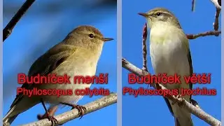 Budn&iacute;ček men&scaron;&iacute;, Budn&iacute;ček vět&scaron;&iacute;, Common chiffchaff, Willow warbler,
