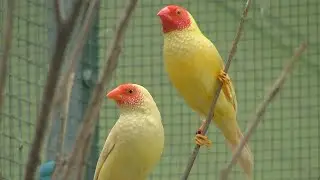 معلومات عن الطائر الستار فينش المشجر والوانه الجميله 🌾