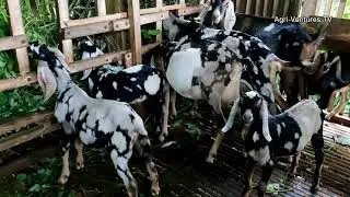 GOAT FARMING IN THE PHILIPPINES | PUREBRED ANGLO-NUBIAN GOATS  | KANDINGAN SA NEGROS