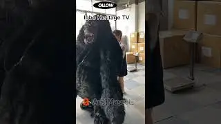 Unveiling the Secrets: How Giant Inflatable Gorilla Cosplay King Kong Costumes Work