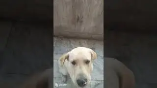 small haiche conversations to big #labrador#dog#support#love