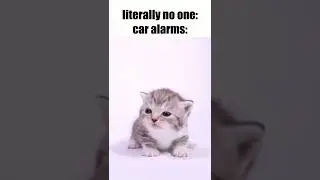 New Cat Car Alarm #shorts #cats