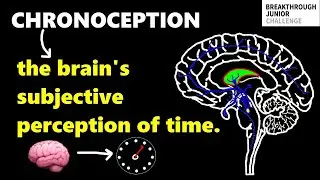 CHRONOCEPTION :The Brain's Subjective Perception of Time.