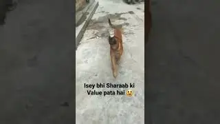 #shorts #alcohol #youtubeshorts #trending #whisky #meme #funnyvideo #dog #funnydogvideos