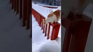 Cute Kitty enjoying snowfall 😎