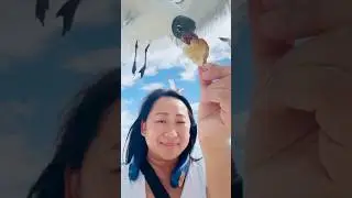 Bird Chaos