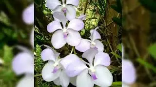 Vanda coerulea | its about orchid