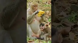 Good Food For Old Mom Monkey Maria