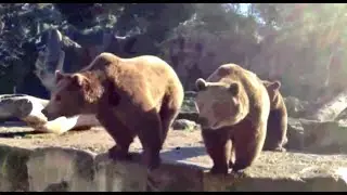 Зоопарк в Мадриде (MADRID ZOO)