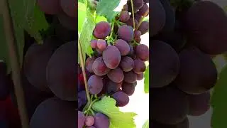&eacute;rett szőlő, спелый виноград, ripe grapes, #shorts #grape #виноград # szőlő