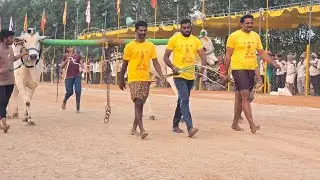 నరసరావుపేట రెండు పళ్ళు 24 జత KRR Bulls కొప్పుల గోవర్ధన్ రెడ్డి గారు, ప్రవళిష్ రెడ్డి గారు 3150.5