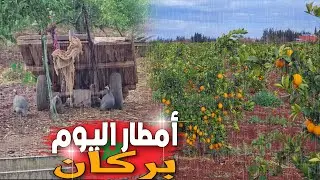 أمطار اليوم بإقليم بركان أجواء البادية: ضيعات البرتقال البركاني بدوار السليمانية تحت الأمطار BERKANE