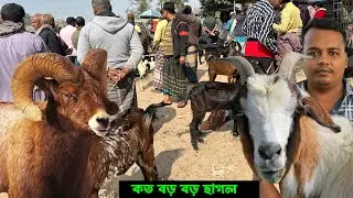 কত বড় বড় ছাগল আজকের ছাগলের হাটে | ঝিকরগাছা ছাগলের হাট