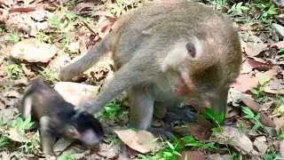 Oh My God, Queen monkey Angry fight her baby Solo so bad, Look So hurt.
