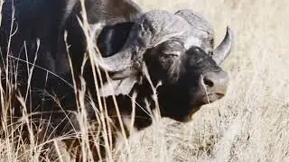 Savage Lion Feast on Buffalo | Wild Africa | Animals Sky