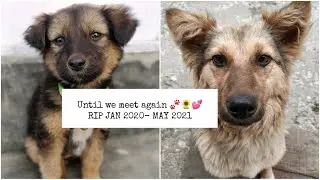 Until We Meet Again | RIP Jan 2020 - May 2021