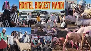 India Ki Biggest Hontel Sheep Mandi | Atpadi Bakra Mandi | Youngest Farmer Usman Goat Farm.