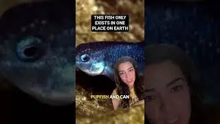 The elusive devil's hole pup fish.