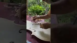 Today in my workshop 1 #shorts #violin #celloplayer #luthier #musicalinstrumentmaker #violinmaker