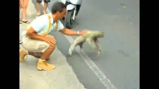 flying sloth