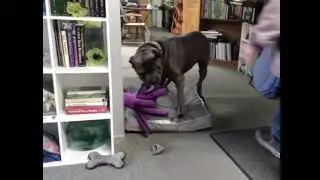 Ouzo got something #canecorsopuppy #shorts #lasvegas